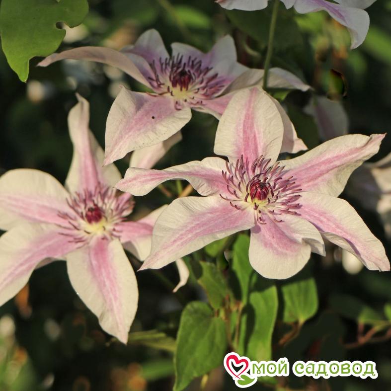 Клематис Бест Вишес ЗКС