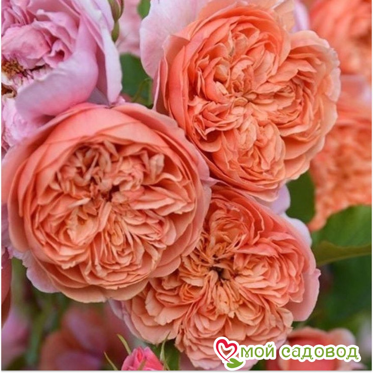 Роза Чайно-гибридная Чиппендейл